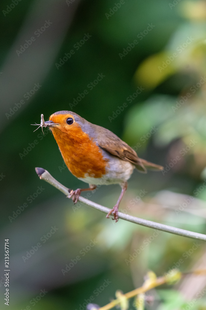 European robin (Erithacus rubecula) catching an insect in its bills