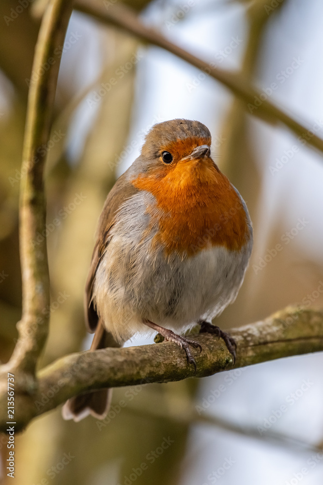 European robin (Erithacus rubecula) European robin (Erithacus rubecula)