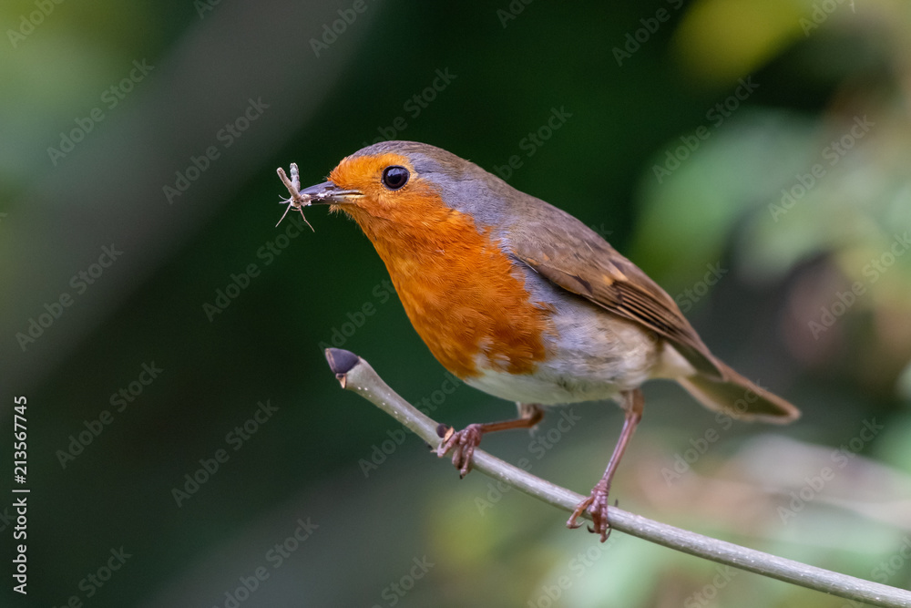 European robin (Erithacus rubecula) catching an insect in its bills European robin (Erithacus rubecula) catching an insect in its bills