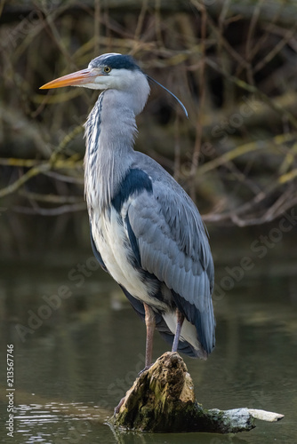 Grey Heron (Ardea cinerea)