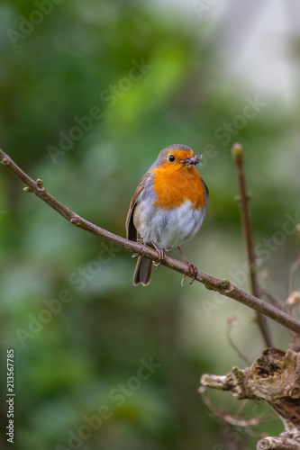 European robin (Erithacus rubecula) catching an insect in its bills © Tomasz