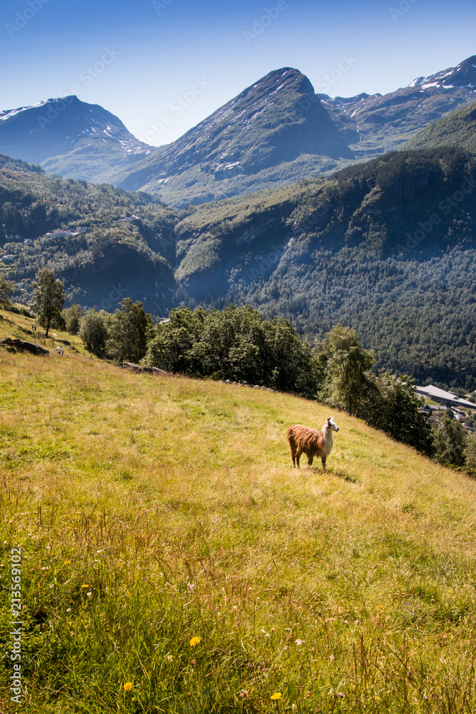 Llama on a hill Llama on a hill