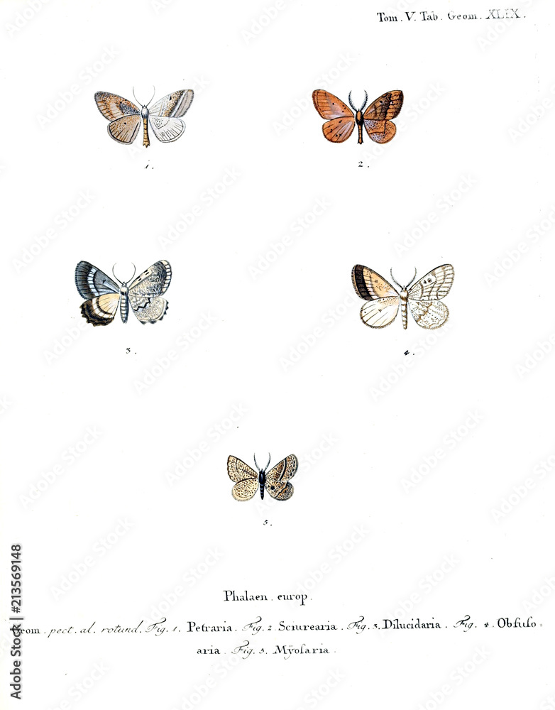 Obraz premium Illustration of butterflies
