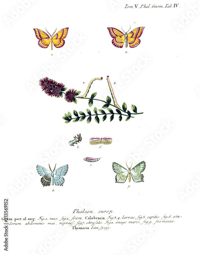 Illustration of butterflies photo