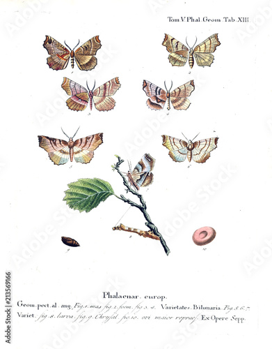 Illustration of butterflies photo