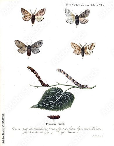 Illustration of butterflies photo