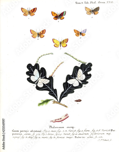 Illustration of butterflies photo