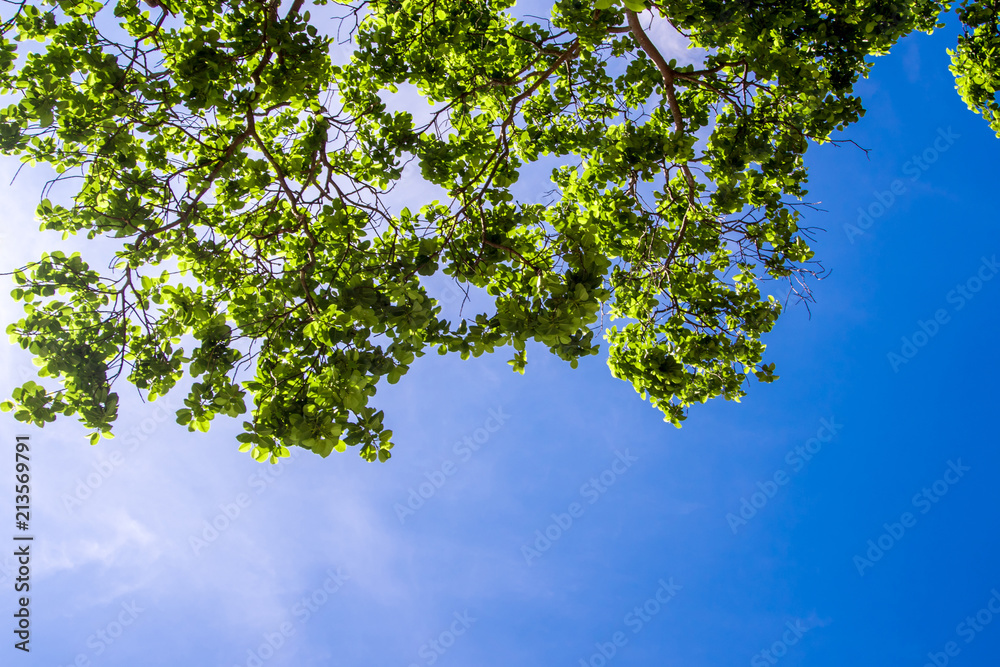 Bright leaves on blue sky and sunlight background Bright leaves on blue sky and sunlight background