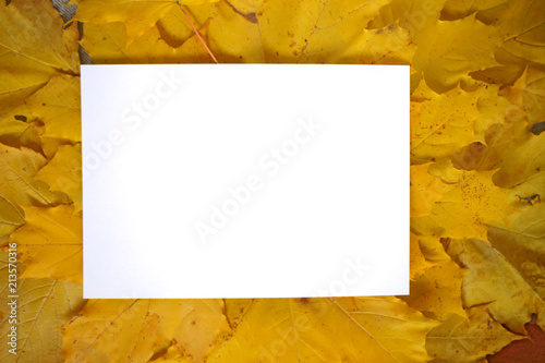 Autumn Mockup. Autumn frame.pure white sheet on a maple yellow leaf background.Autumn season. Autumn time