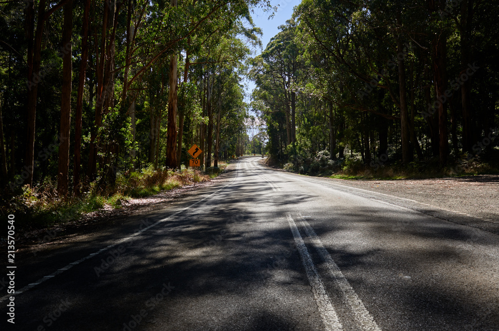 Fototapeta premium Country road winding trough an Australian Eucalyptus forest.
