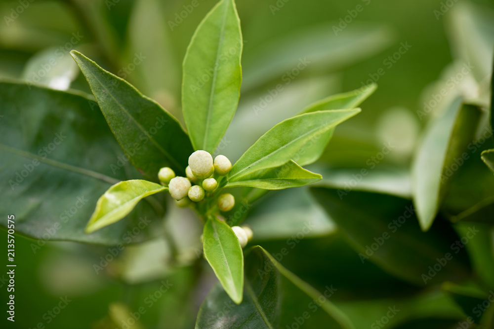 Obraz premium Navel orange blossom cluster against a healthy green background of foliage.