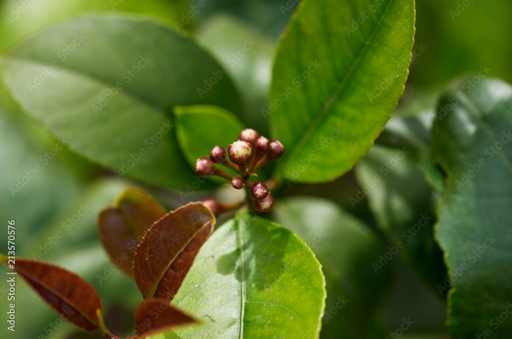 Meyer lemon blossom group close up against green and red leaves. Meyer lemon blossom group close up against green and red leaves.