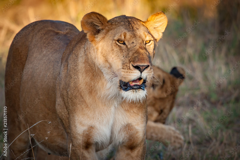 A lion. Lioness on the background of grass. Animals are africa. African lioness. Safari in Kenya. Kenya. Africa. A lion. Lioness on the background of grass. Animals are africa. African lioness. Safari in Kenya. Kenya. Africa.