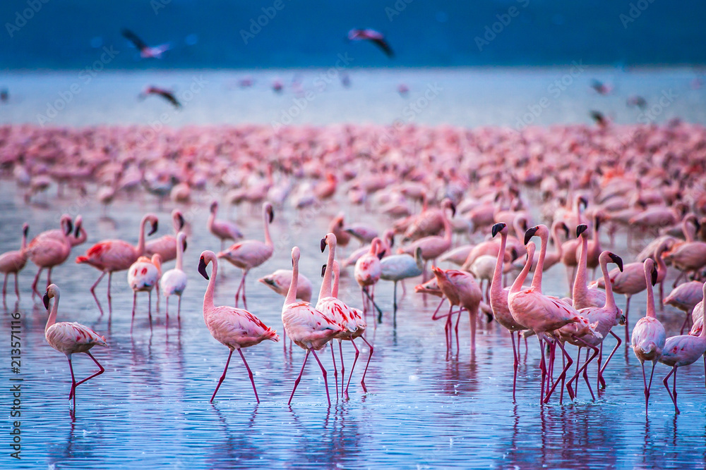 Fototapeta premium Afryka. Kenia. Jezioro Nakuru. Flaming. Stado flamingów. Natura Kenii. Ptaki Afryki.