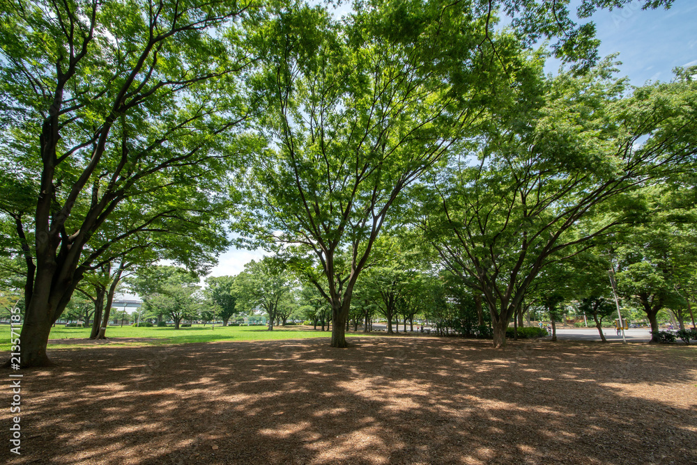 新小岩公園 新小岩公園