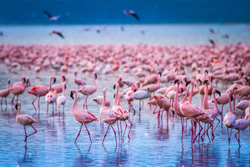 Poster Flamingo Flamingokolonie aan Lake Nakuru Kenia  © Grispb