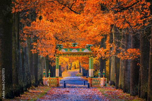 Saint Petersburg. Alley park with red trees. The city of Pushkin. Russia. Autumn Petersburg. Autumn park.