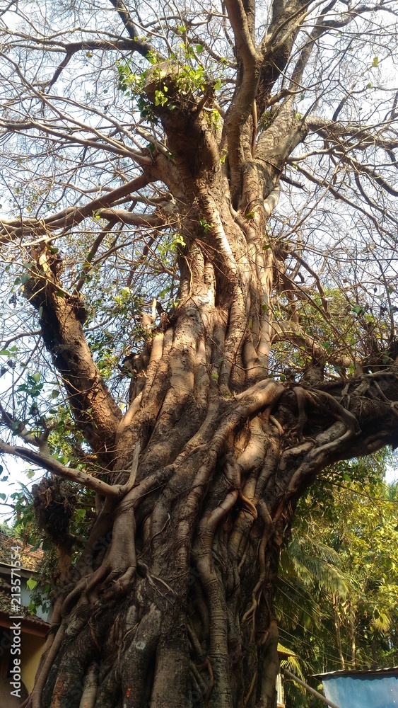 Obraz premium tree, forest, nature, green, wood, trees, trunk, old, park, 
