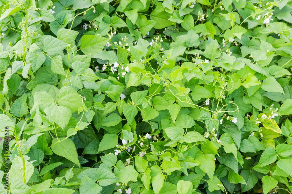 Fragment of a plantation of the kidney bean during flowering Fragment of a plantation of the kidney bean during flowering