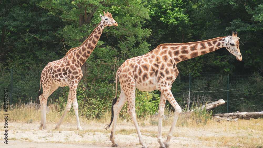 Giraffe Giraffe