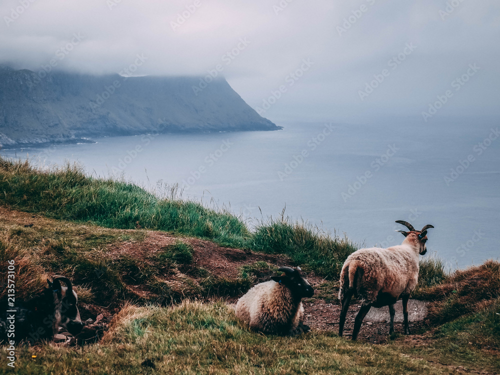 Obraz premium Norweigan sheep