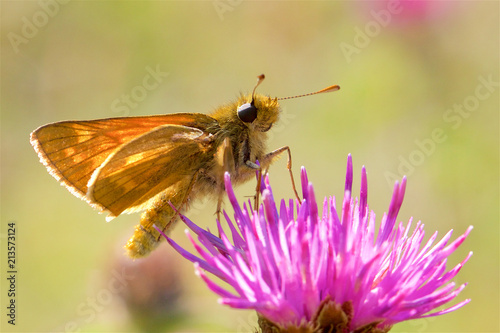 A Large Skipper butterfly,Ochlodes sylvanus, feeding on a thistle in the summer sunshine. 