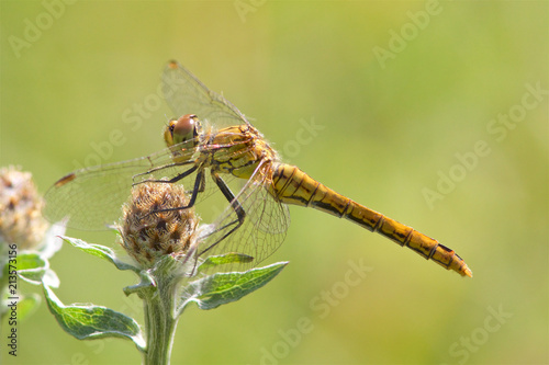 A Ruddy Darter dragonfly, Sympetrum sanguineum, in the morning sunshine.