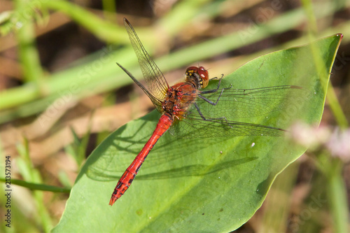A male Ruddy Darter dragonfly, Sympetrum sanguineum, in the morning sunshine.