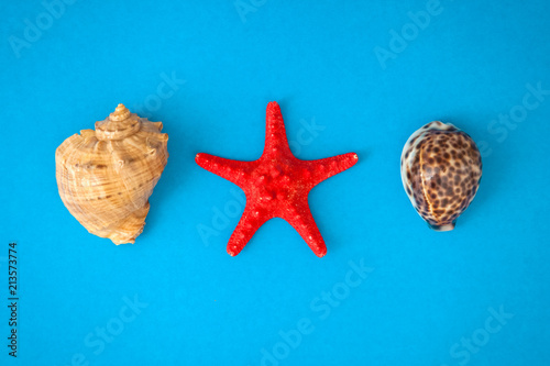 top view sea shells and starfish round empty blue board