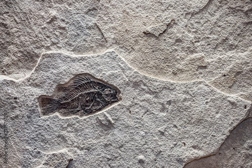 fossil fish in stone photo