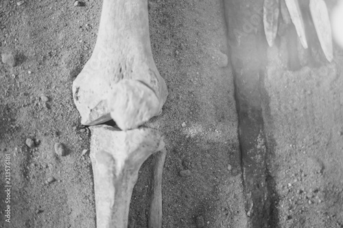 Photos the bones of the human hand