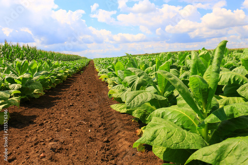Tobacco big leaf crops growing in tobacco plantation field