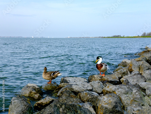 Mallard ducks. Female (left) and male (right) Anas platyrhynchos