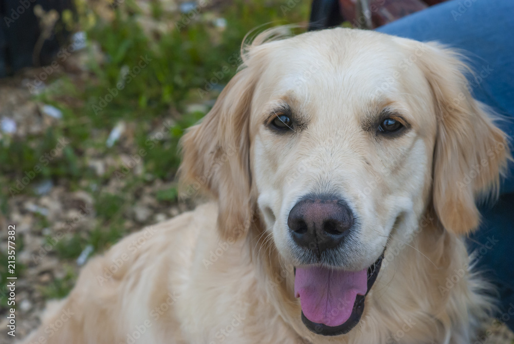 Dog breed golden retriever in the park Dog breed golden retriever in the park