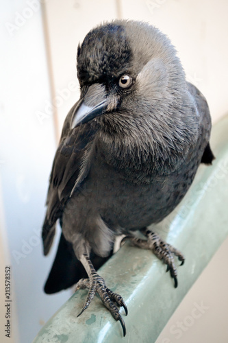 Domesticated jackdaw portrait