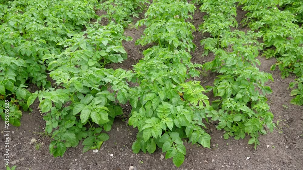 Green plants of potato at field