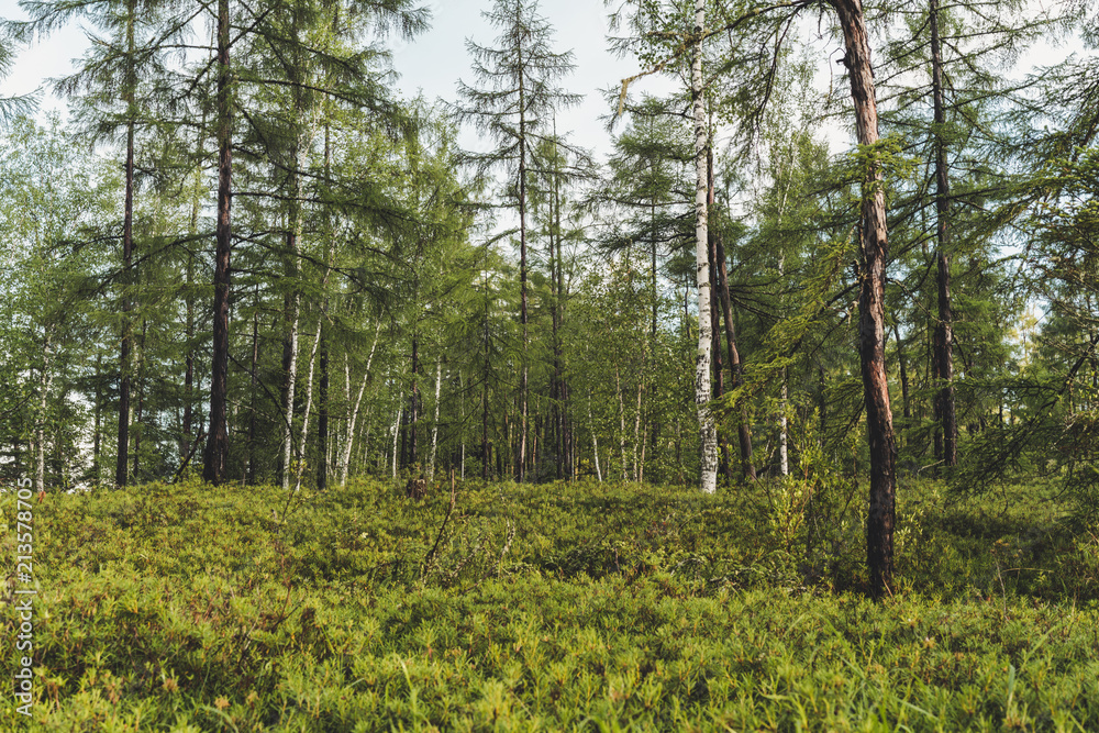 Riverside forest in early summer