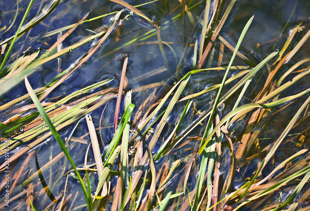 Obraz premium aquatic vegetation