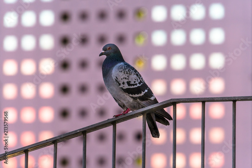 都会の動物たち　夕焼けの反射するビルと鳩