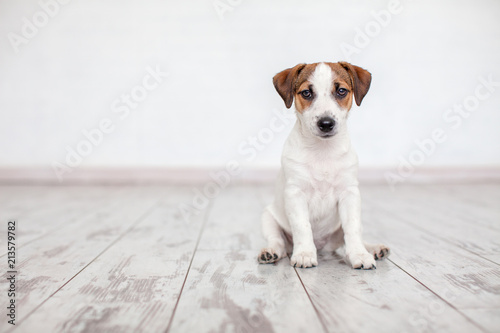 Fototapeta Naklejka Na Ścianę i Meble -  Puppy sitting on floor