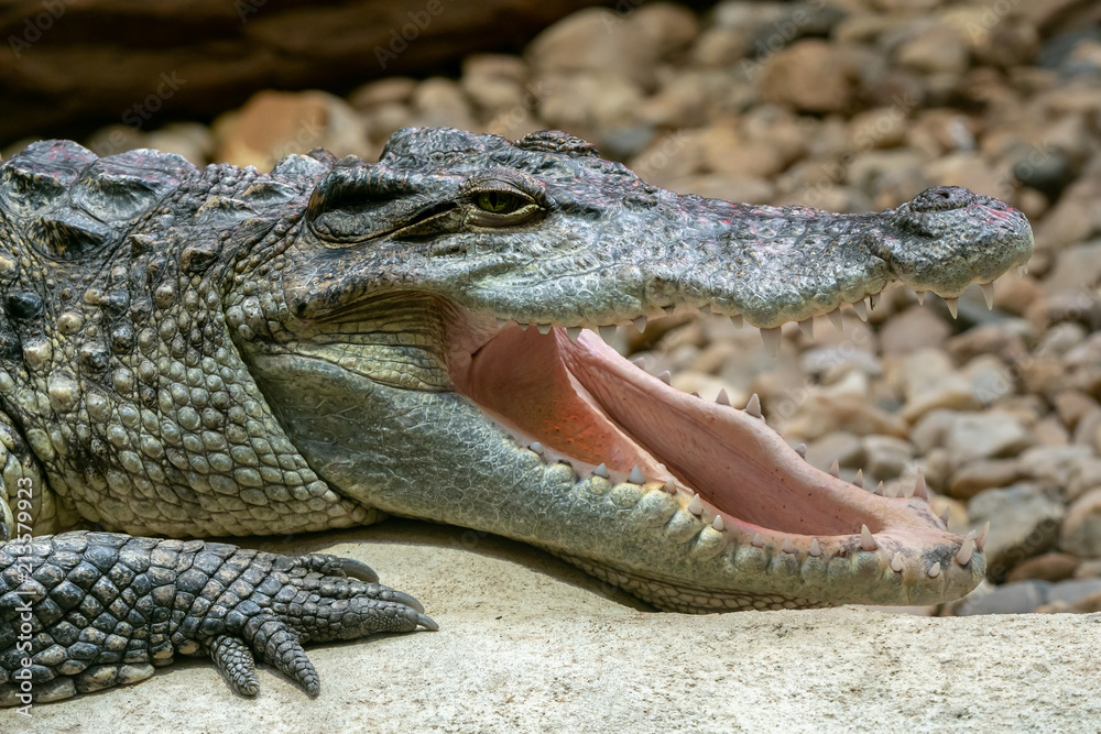 Fototapeta premium Siamese crocodile with open mouth (Crocodylus siamensis). Big mouth full of teeth