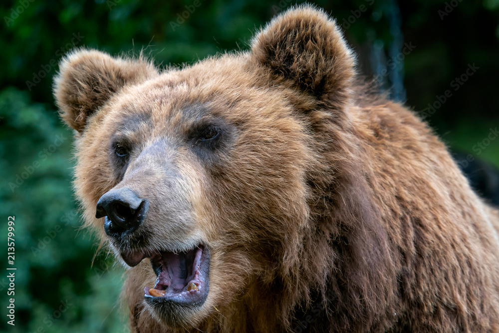 Portrait of brown bear (Ursus arctos beringianus). Kamchatka brown bear. Big mammal from Russia.