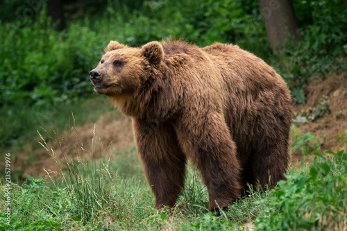 Kamchatka Brown bear (Ursus arctos beringianus). Brown fur coat, danger and aggresive animal. Big mammal from Russia.