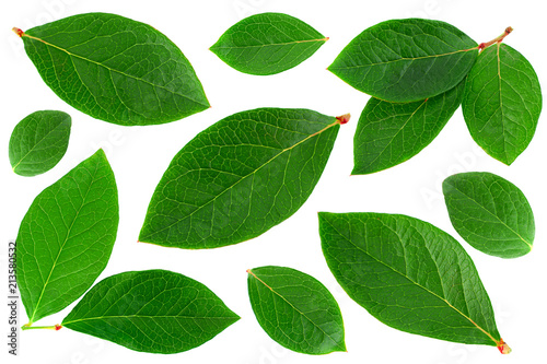 Blueberry  leaf closeup on white