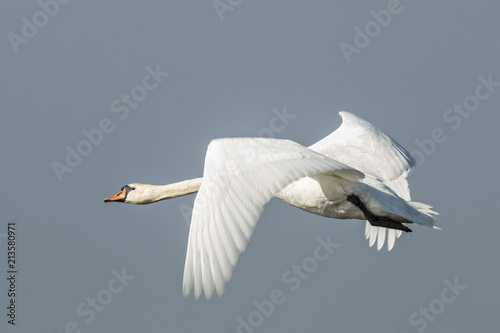 Swan, Cygnini photo