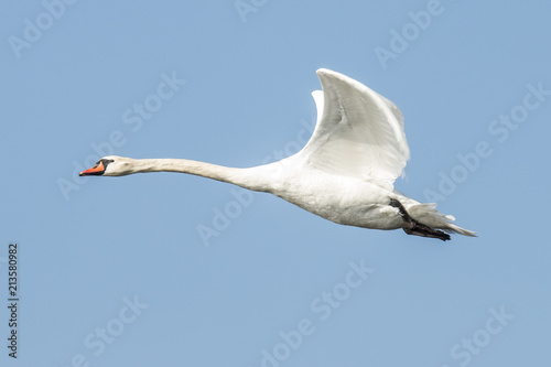 Swan, Cygnini