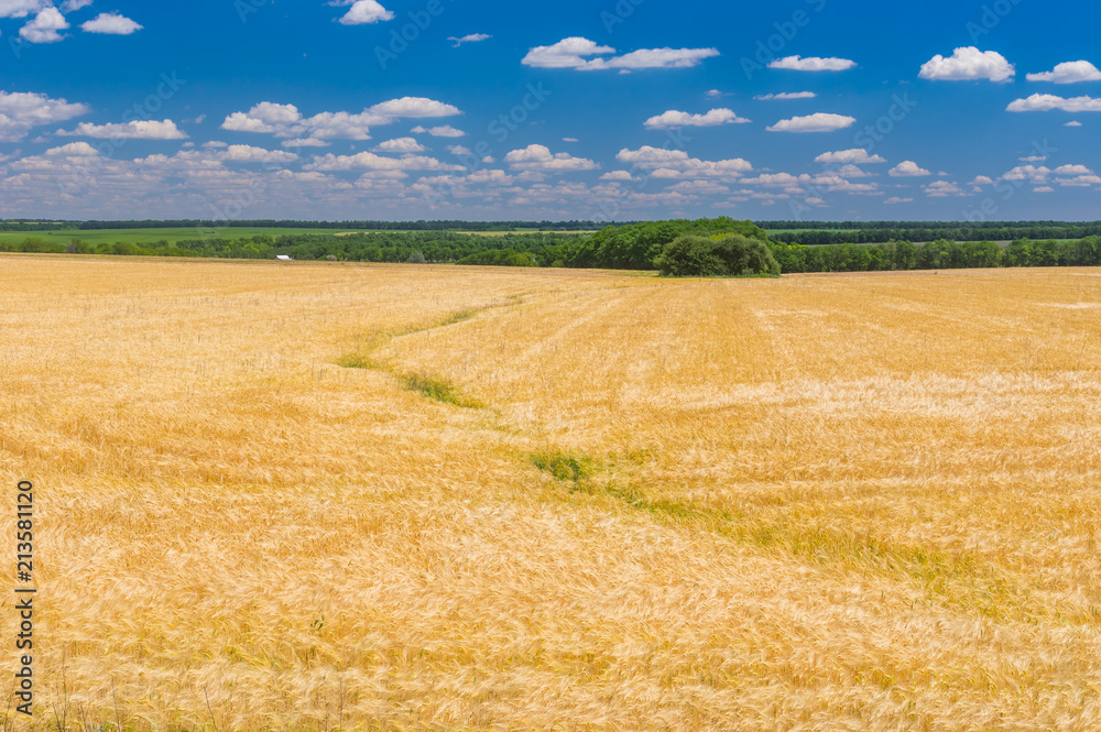 Classic summer landscape with ripe wheat field and blue, cloudy sky in central Ukraine Classic summer landscape with ripe wheat field and blue, cloudy sky in central Ukraine