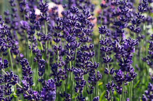 Fototapeta Naklejka Na Ścianę i Meble -  lavendel