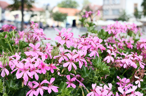 Wallpaper Mural Pink pelargonium flowering in town. Bokeh background.  Torontodigital.ca