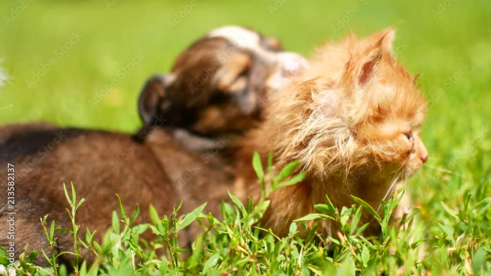 kittens and puppies are playing on the grass kittens and puppies are playing on the grass